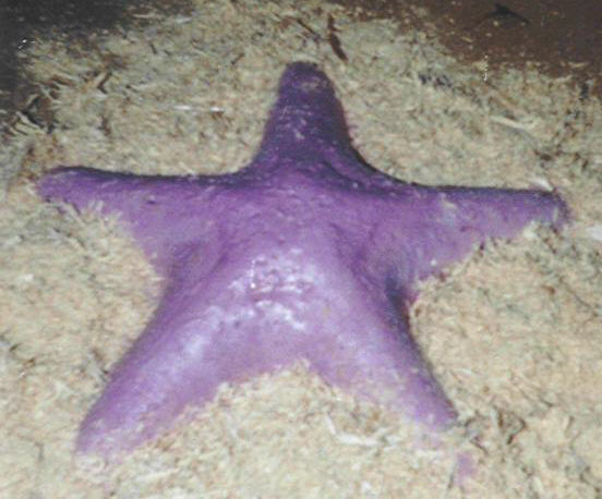 Mold#3045